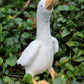 one medium sized white duck soft toy